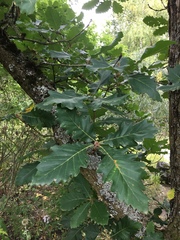 Quercus macranthera