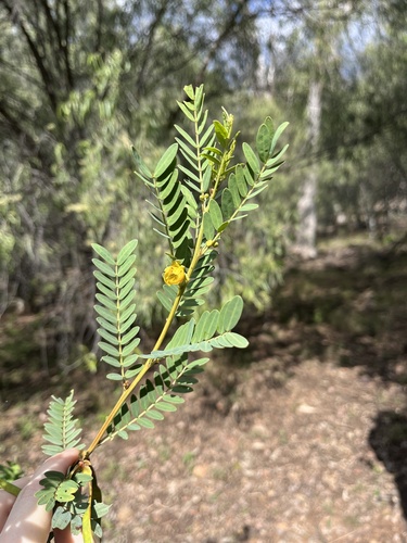 Senna coronilloides observed 2025-06-04