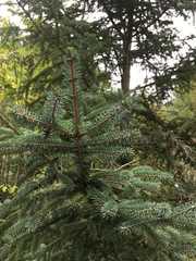 Picea retroflexa