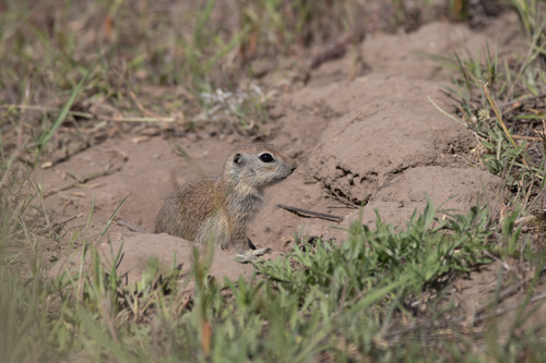 Townsend's Ground Squirrel observed by redband_