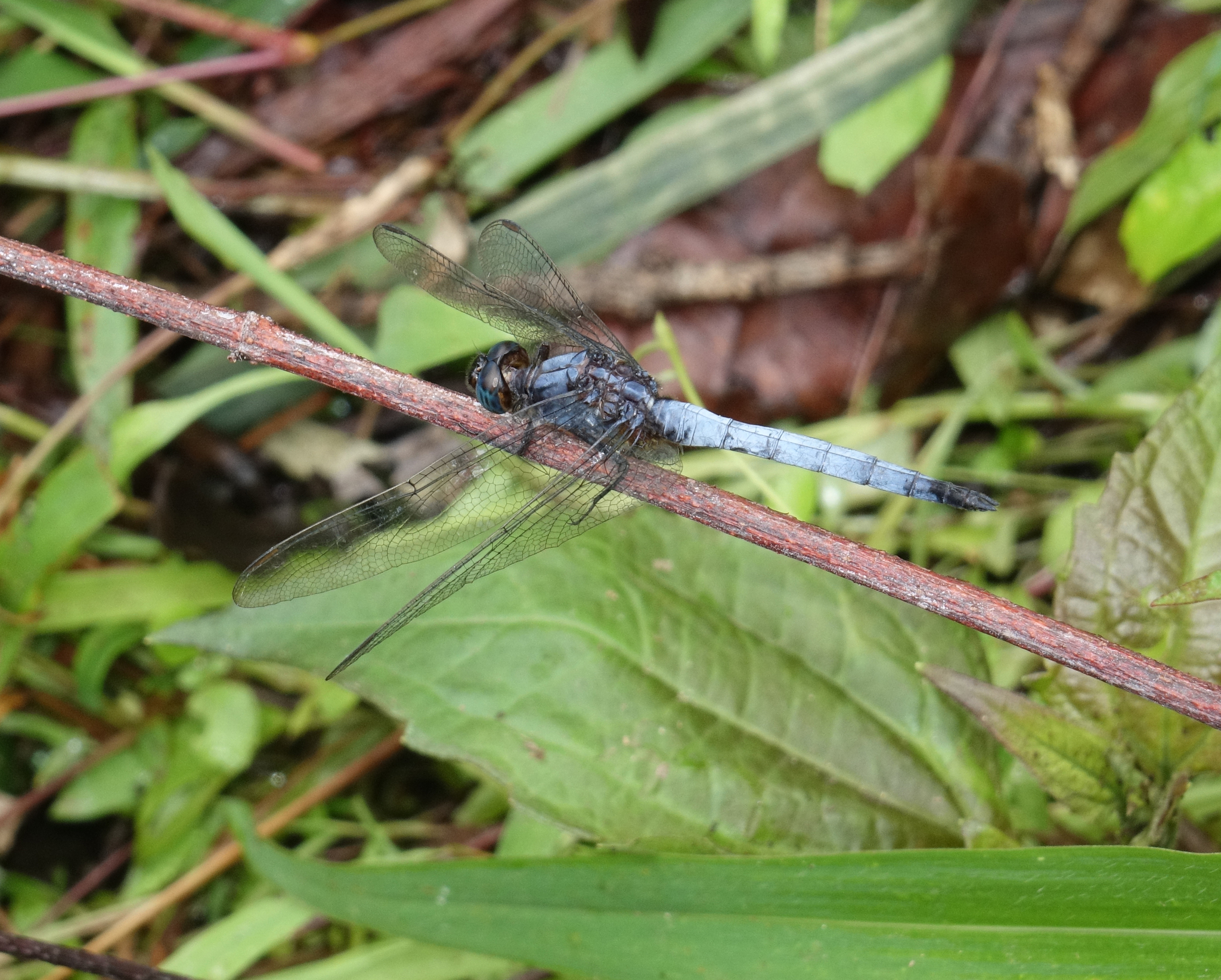 Blue Marsh Hawk