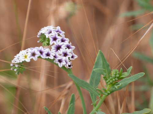Heliotropium curassavicum