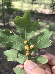 Xanthoteras eburneum