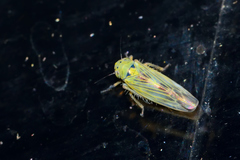 Macrosteles quadrilineatus
