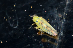 Macrosteles quadrilineatus