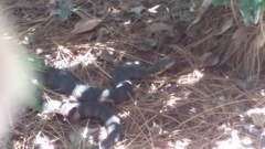 Nerodia erythrogaster
