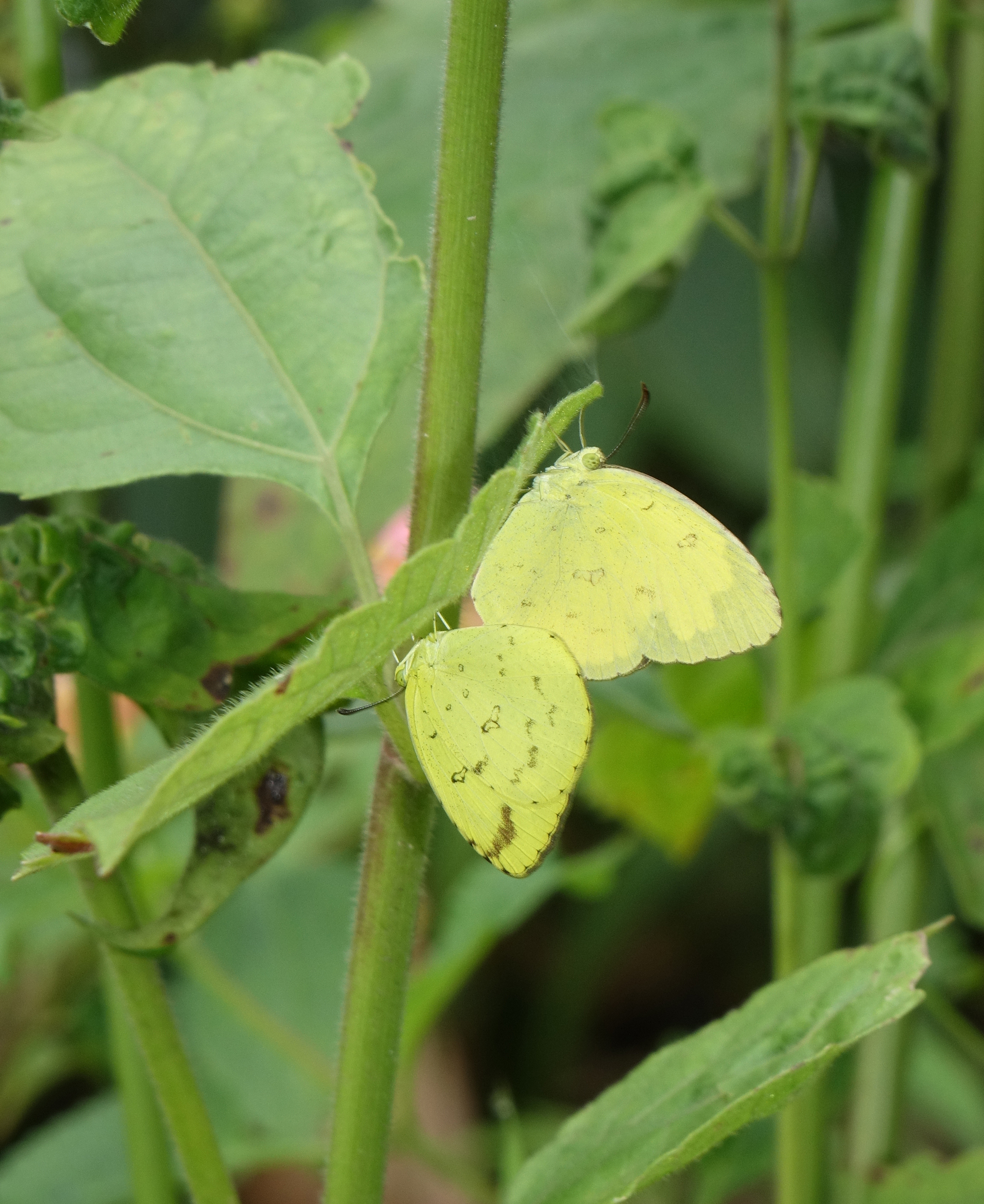 Common Grass Yellow