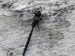 Aeshna canadensis