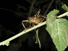 Ancistrocercus circumdatus