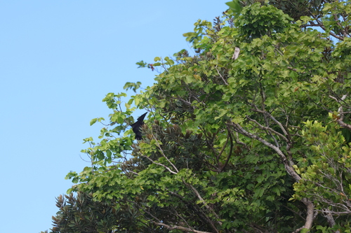 Pteropus pelewensis, 2025-06-01