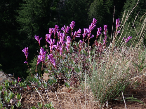 Penstemon barrettiae, photograph 2