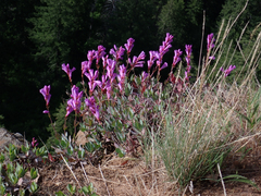 Penstemon barrettiae, photograph (c) Mara Christensen, some rights reserved (CC BY)