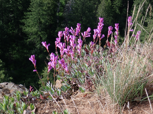 Penstemon barrettiae, photograph 3
