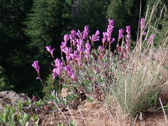Penstemon barrettiae, photograph (c) Mara Christensen, some rights reserved (CC BY)