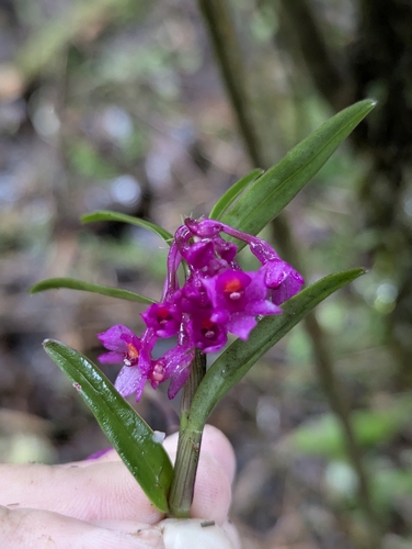 Epidendrum gastropodium Rchb.f.