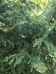 Picea likiangensis montigena