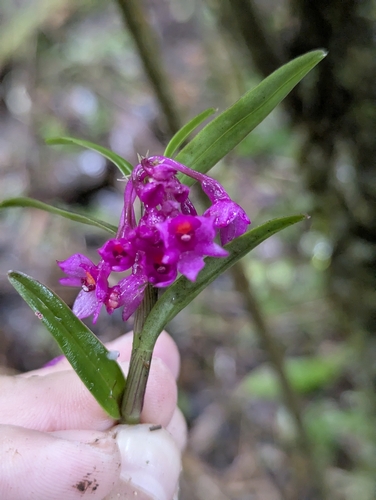 Epidendrum gastropodium Rchb.f. 2
