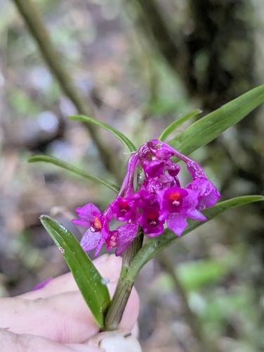 Epidendrum gastropodium Rchb.f. 3