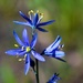 Small Camas - Photo (c) Brent Miller, some rights reserved (CC BY-NC-ND)