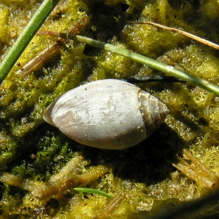 Melampus bidentatus