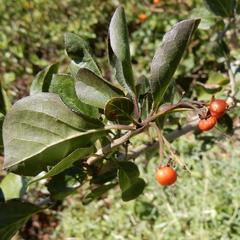 Honey bell (Freylinia)