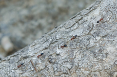 Crematogaster schmidti