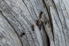 Crematogaster schmidti