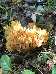 Ramaria lorithamnus