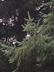Picea likiangensis