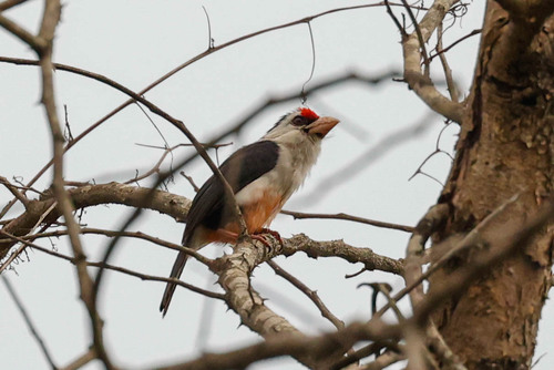 Black-backed Barbet (Pogonornis minor), photo 4