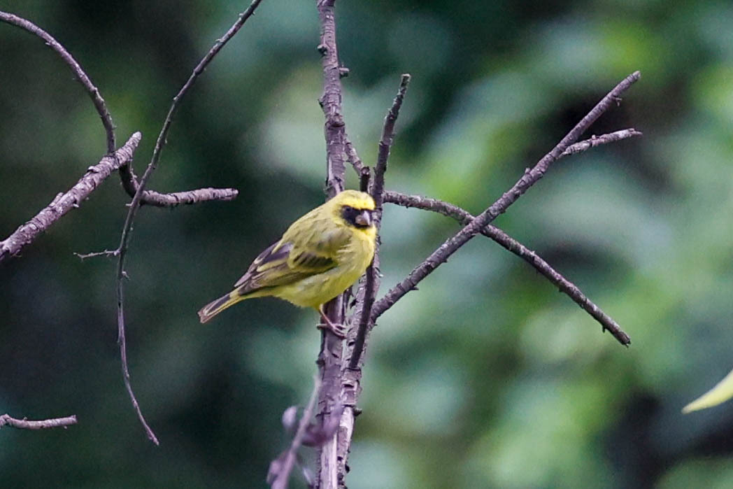 Black-faced Canary (Crithagra capistrata), photo 3