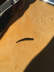 Glossiphoniidae