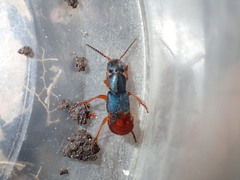 Dinothenarus saphyrinus