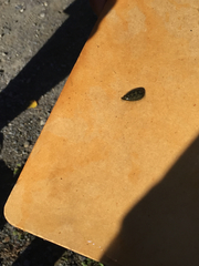 Glossiphoniidae