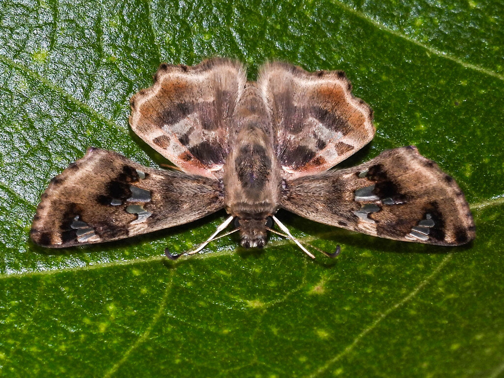 Ragged Skipper
