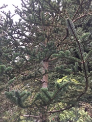 Abies delavayi