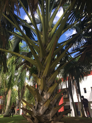 Corypha umbraculifera