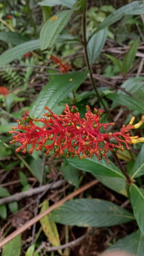 Palicourea triphylla, photograph 4