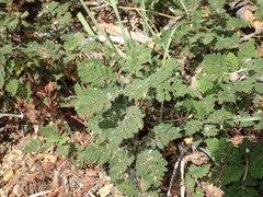 Chamaebatia foliolosa