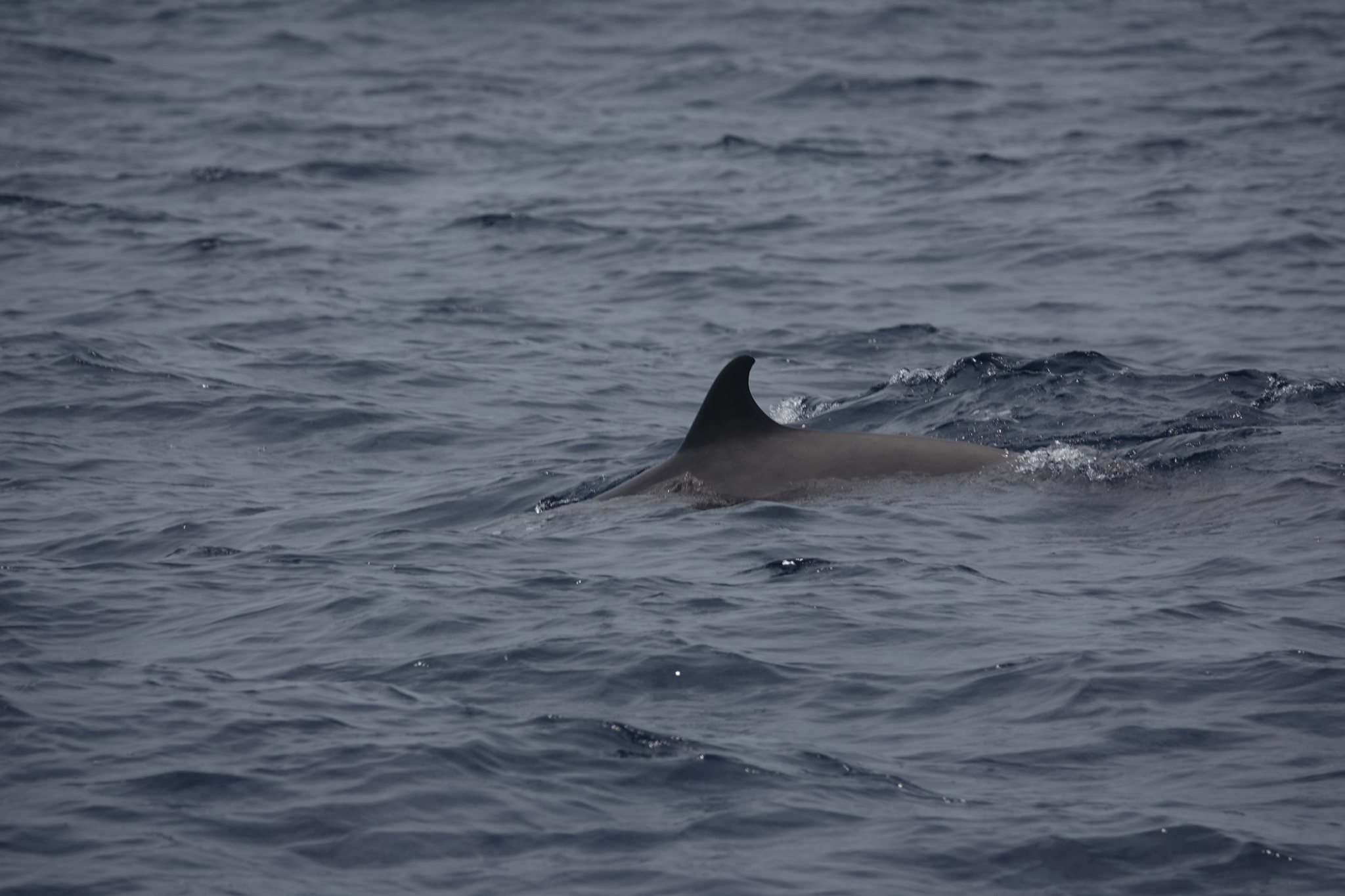 Mesoplodon europaeus