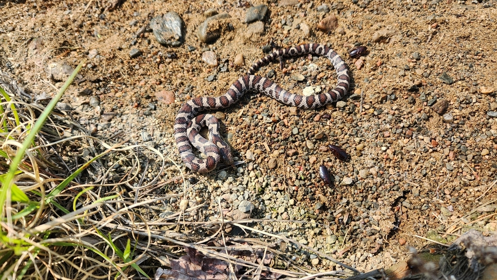 Eastern Milksnake