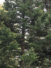 Abies holophylla