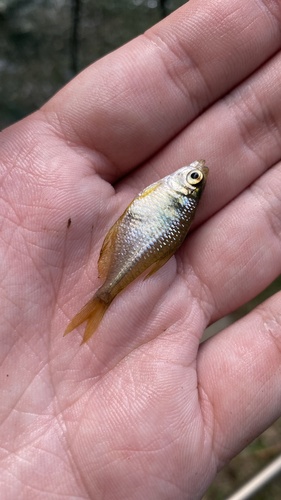 Yellow tetra (Hyphessobrycon bifasciatus) — Characidae — 2