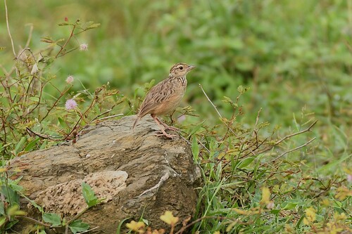 Indochinese Bush Lark (Plocealauda erythrocephala), photo 7