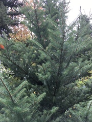 Abies koreana