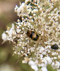 Coptocephala