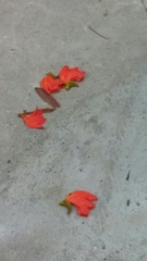 Spathodea campanulata