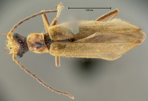 Hollow Soldier Beetle