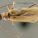 Dichelotarsus cavicollis - Photo (c) Museum of Comparative Zoology, Harvard University, alguns direitos reservados (CC BY-NC-SA)