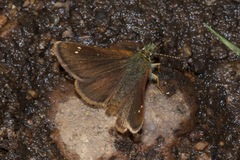 Piruna pirus